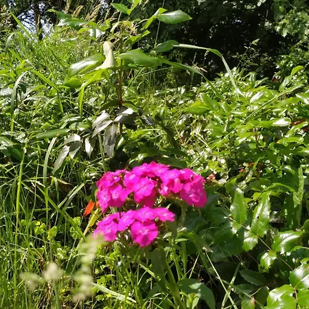 Dom Pod Galazka 보치니아